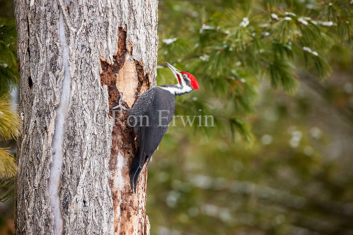Male Pileated Woodpecker