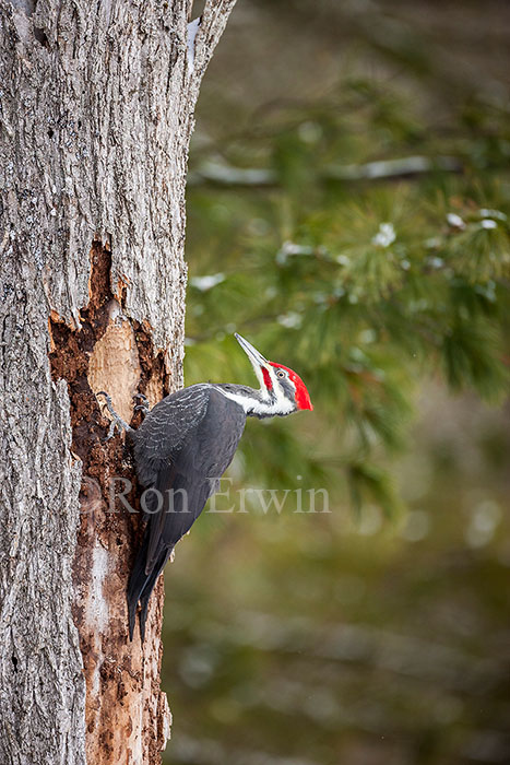 Male Pileated Woodpecker
