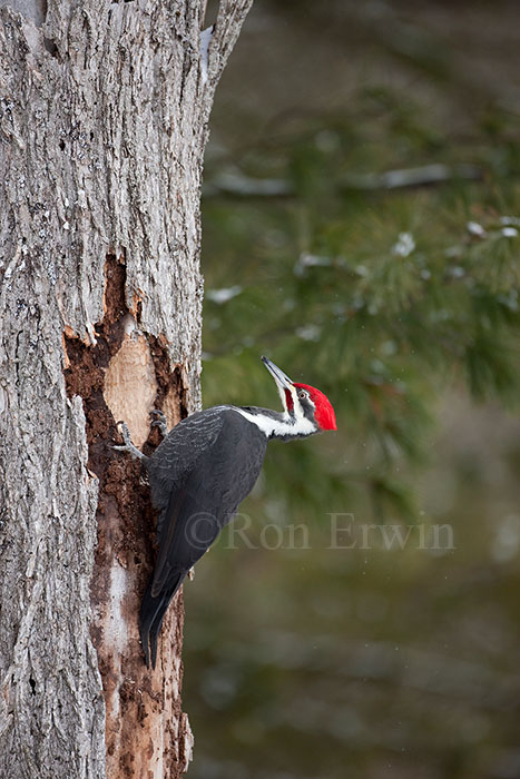 Pileated Woodpecker