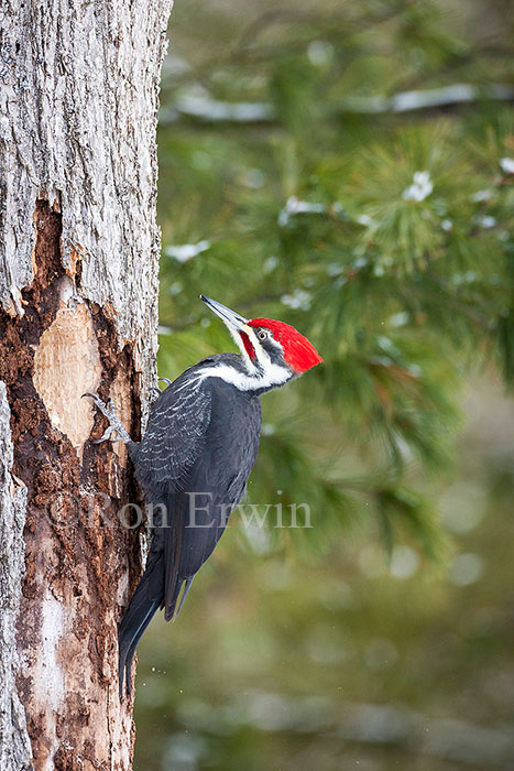 Male Pileated Woodpecker