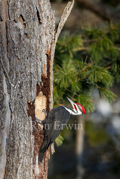 Male Pileated Woodpecker