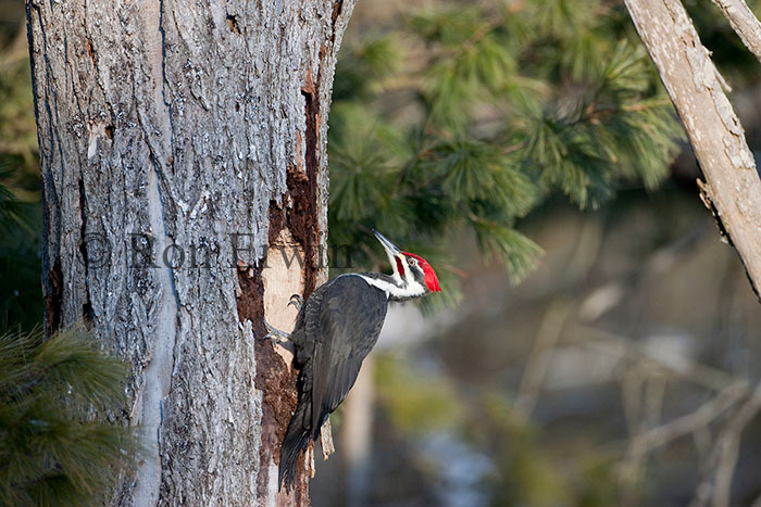 Pileated Woodpecker
