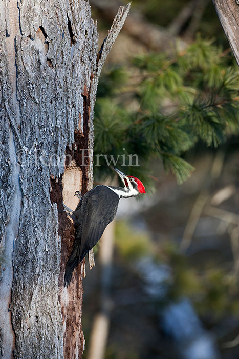 Pileated Woodpecker