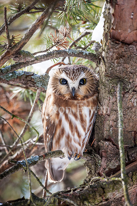 Northern Saw-whet Owl