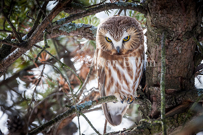 Northern Saw-whet Owl