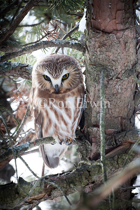 Northern Saw-whet Owl