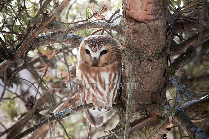 Northern Saw-whet Owl
