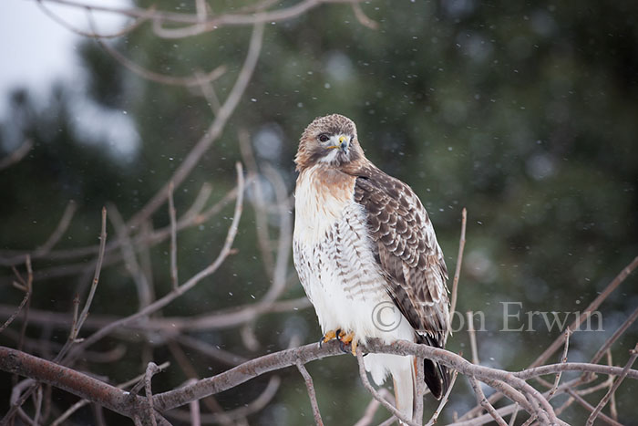 Red-tailed Hawk in Winter