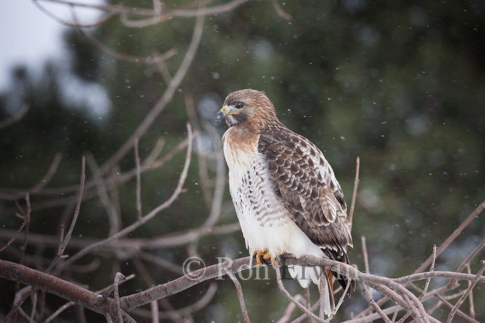 Red-tailed Hawk in Winter