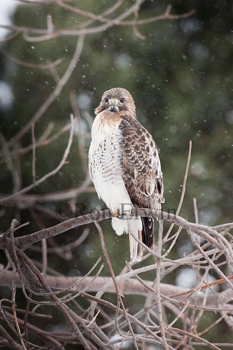 Red-tailed Hawk in Winter