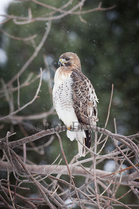 Red-tailed Hawk in Winter