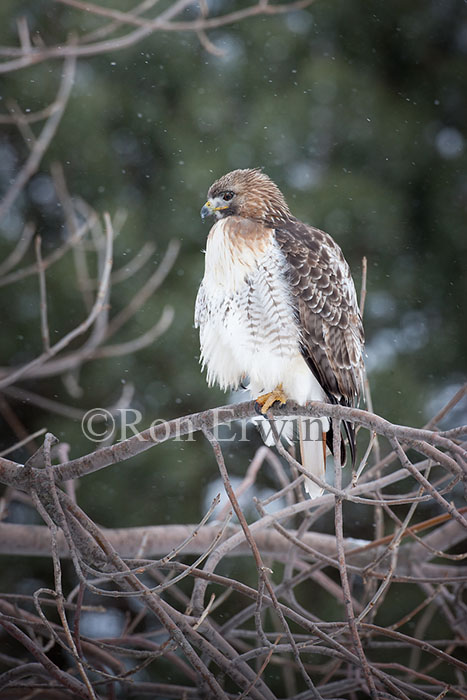 Red-tailed Hawk in Winter