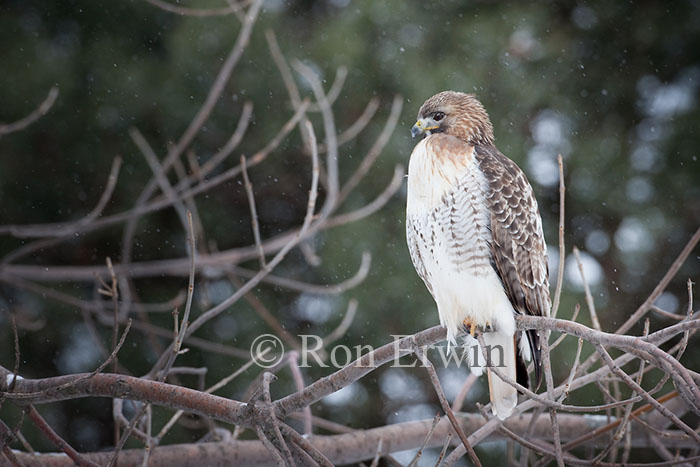 Red-tailed Hawk in Winter