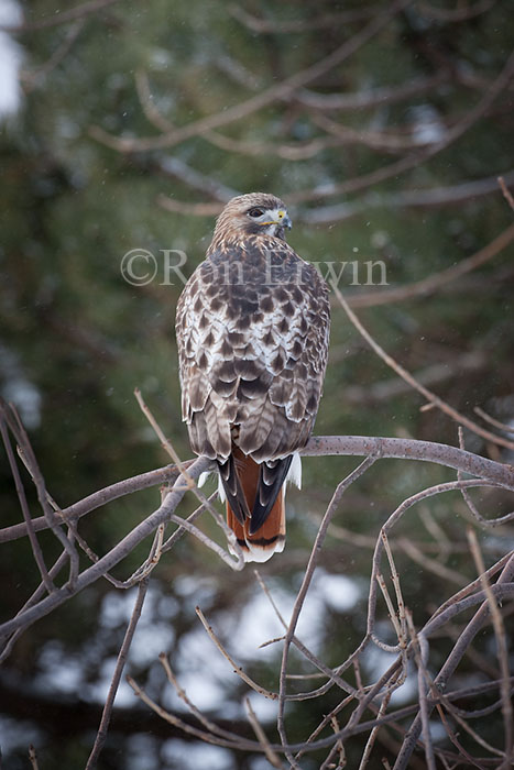 Red-tailed Hawk Eastern Adult