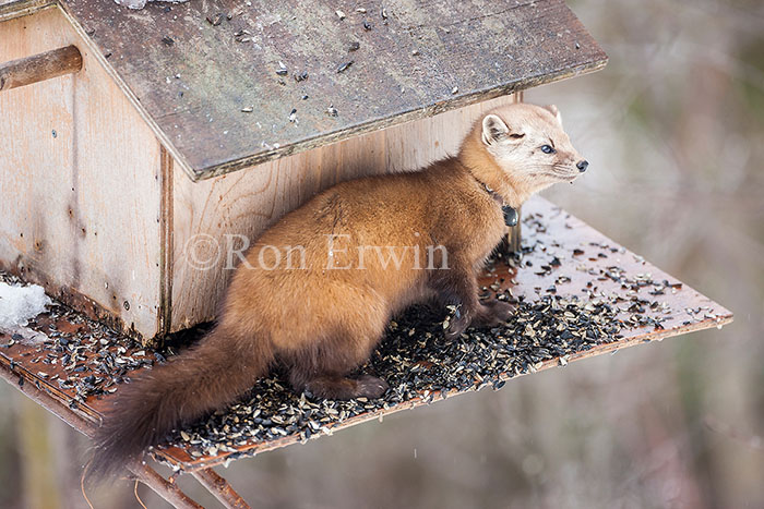 Pine Marten