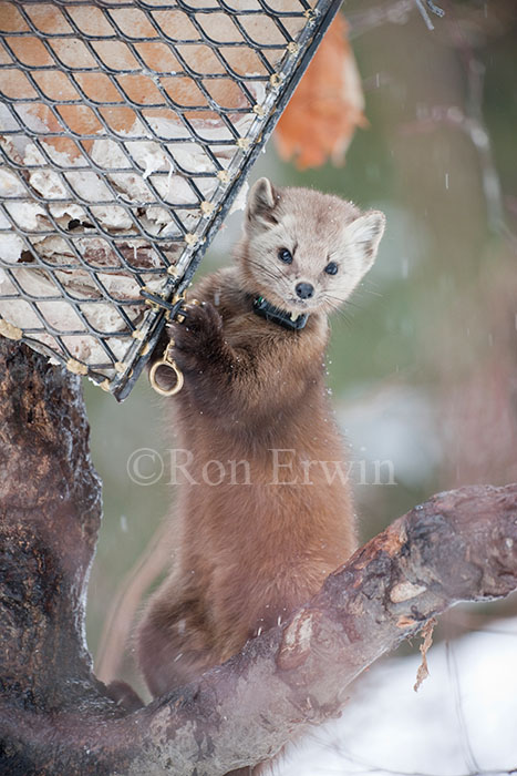 Pine Marten