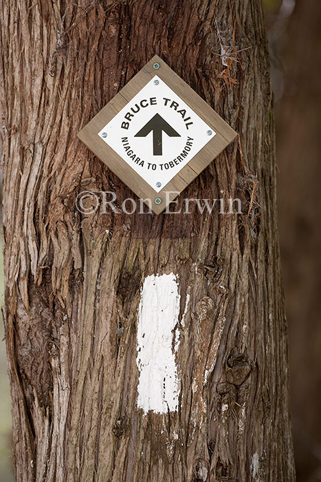 Bruce Trail White Blaze