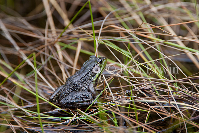 Green Frog