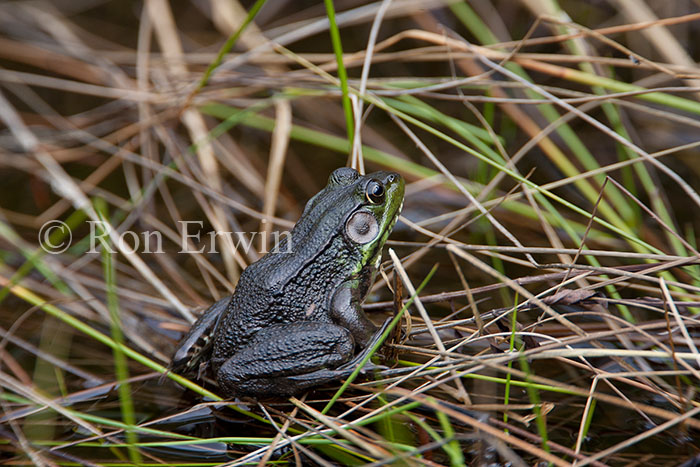 Green Frog