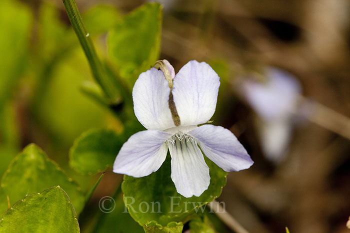 Dog Violet
