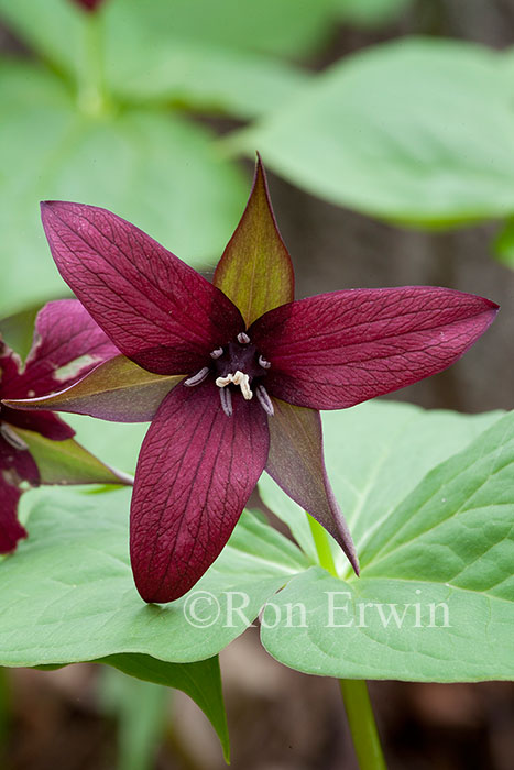 Red Trillium
