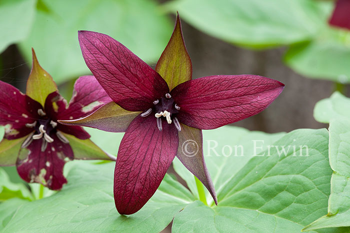 Red Trillium