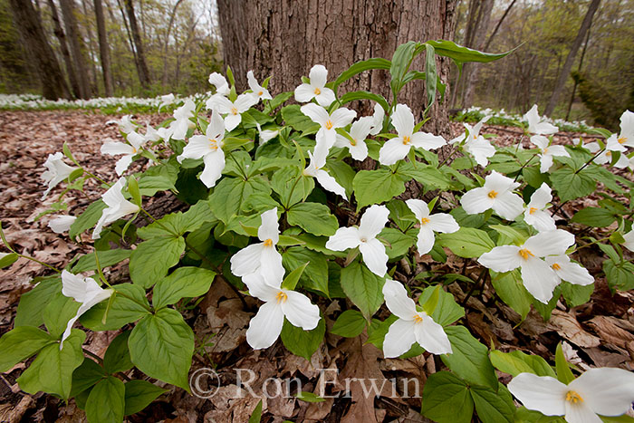Trilliums