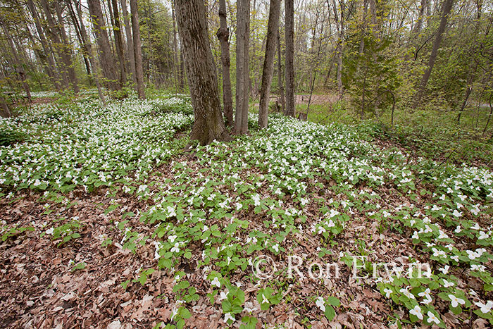 Trilliums