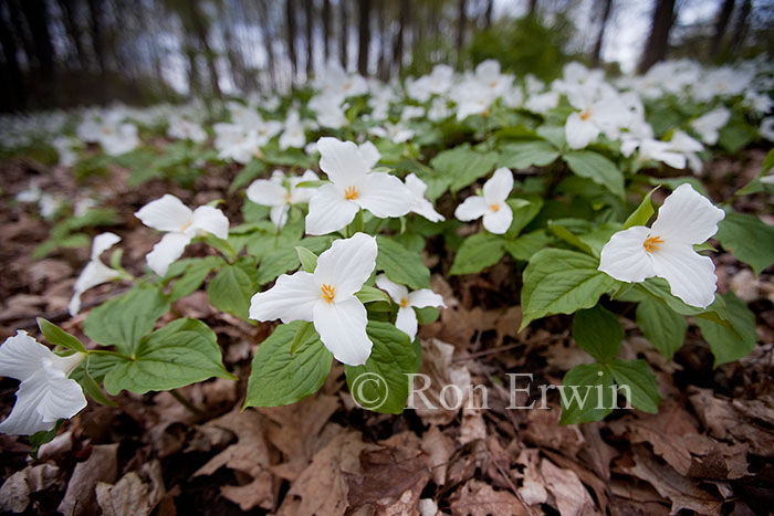 Trilliums