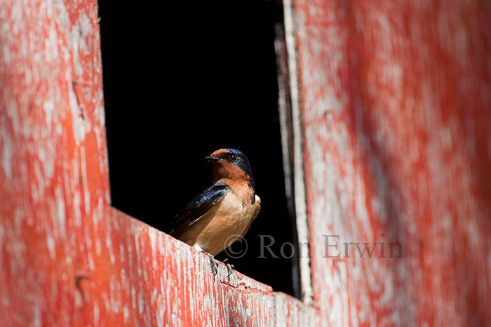 Barn Swallow