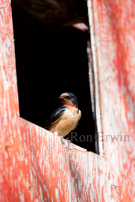 Barn Swallow