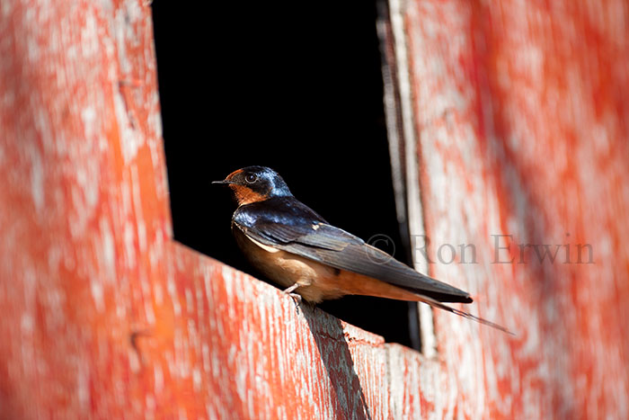 Barn Swallow