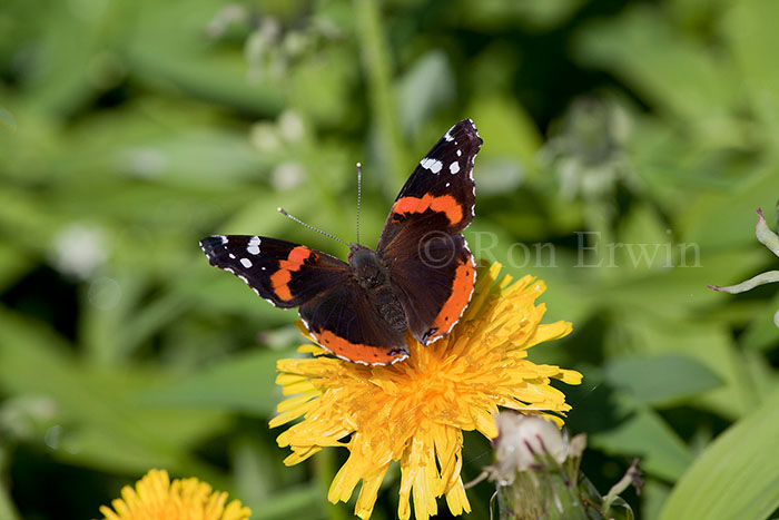 Red Admiral Butterfly