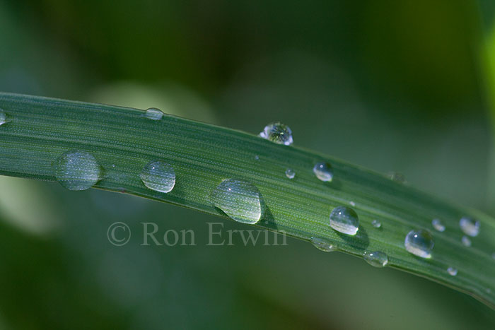 Dew Drops