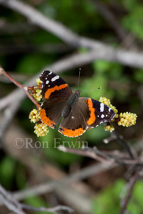 Red Admiral Butterfly