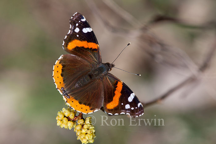 Red Admiral Butterfly