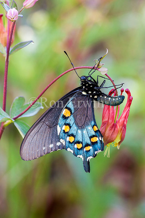 Pipevine Swallowtail