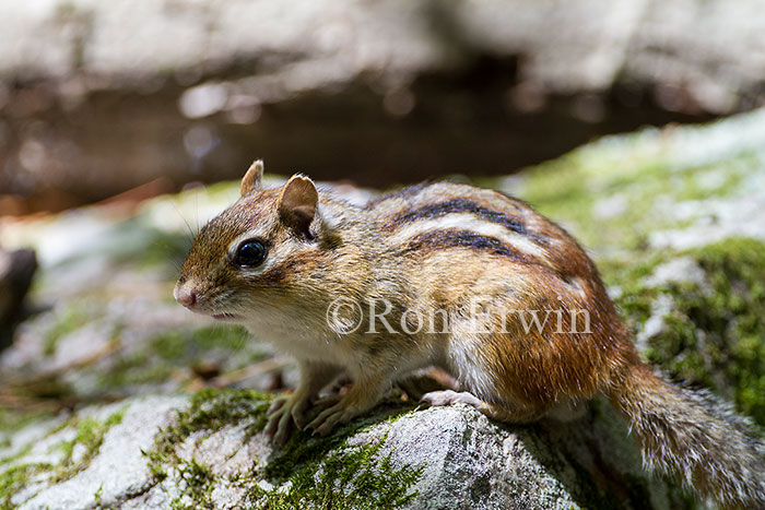 Eastern Chipmunk