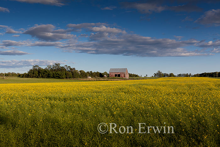 Canola Field on Manitoulin