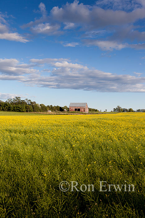 Canola Field on Manitoulin
