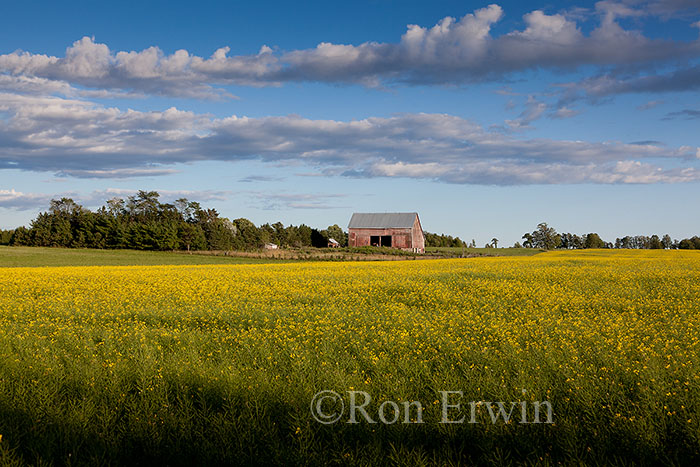 Canola Field on Manitoulin
