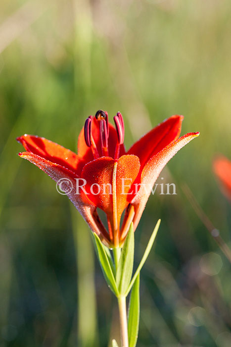 Wood Lily