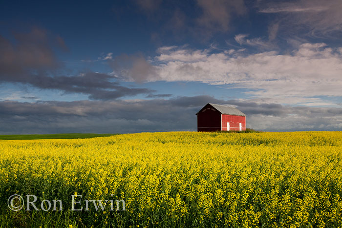 Red Barn and Canola