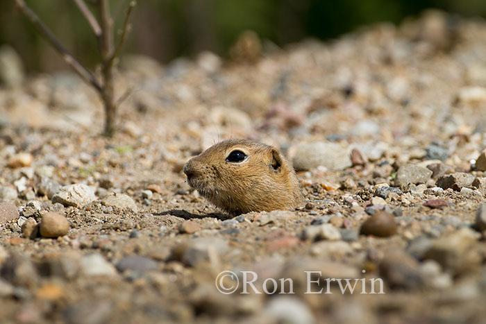 Richardson's Ground Squirrel