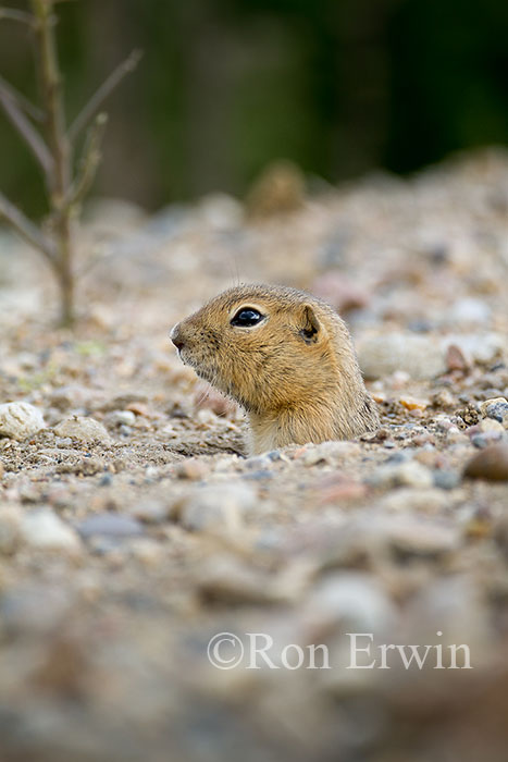 Richardson's Ground Squirrel