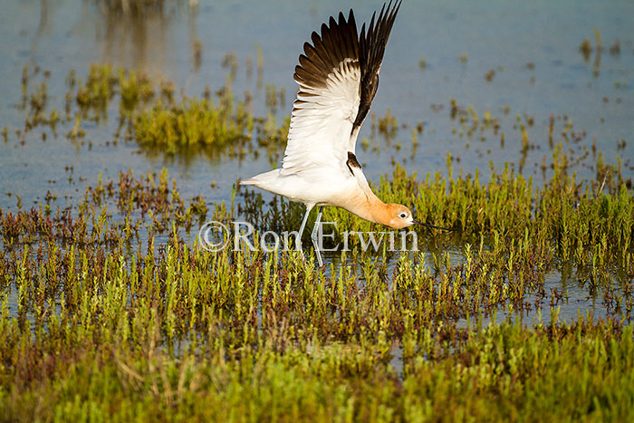 American Avocet