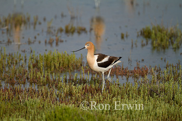 American Avocet