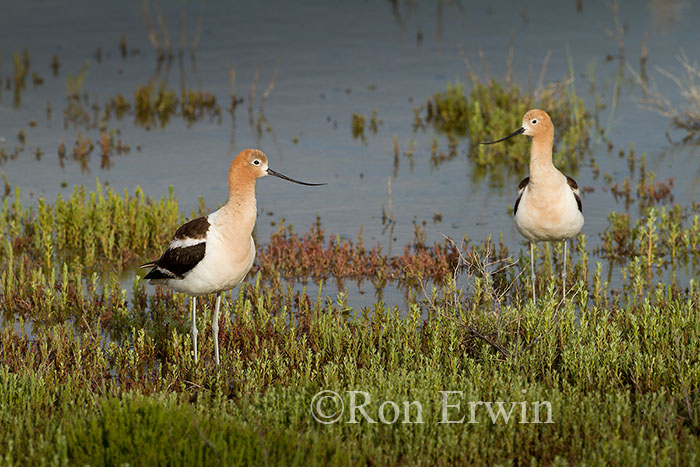 American Avocets