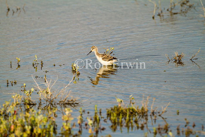 American Avocet