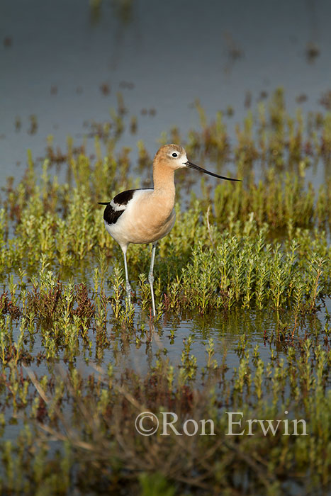American Avocet